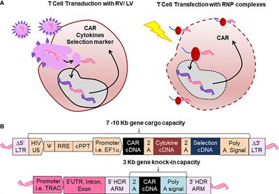 Review: Sustainable Clinical Development of CAR-T Cells – Switching From Viral Transduction Towards CRISPR-Cas Gene Editing